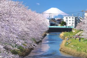千葉県木更津市の矢那川公園に咲く桜と富士山の絶景