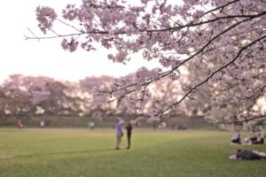佐倉城址公園の桜