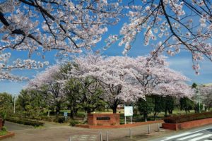 埼玉県三郷市の早稲田公園の桜の木