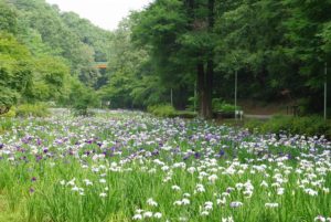 泉自然公園のハナショウブ