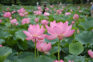 埼玉県行田市の古代蓮の里に咲くピンクのハスの花