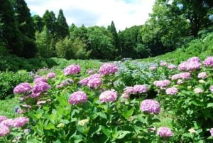 昭和の森のアジサイ園は初夏に見ごろを迎えます