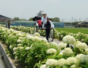 騎西城を背景に玉敷公園の白いあじさいの道を走る人力車