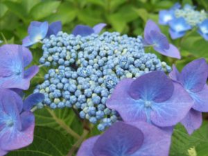 清水公園のアジサイ。この時期ならではの花を観賞しよう