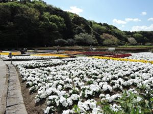 広大な敷地を誇る21世紀の森と広場は豊かな自然に息づくさまざまな植物や虫が観察できます