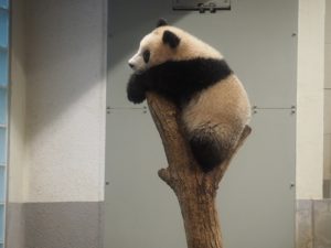 2018年３月16日撮影　上野動物園シャンシャンの木登り