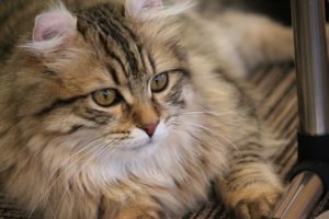 千葉市猫カフェMYAO、人気猫マロンは、アメリカンカールのおとこのこ