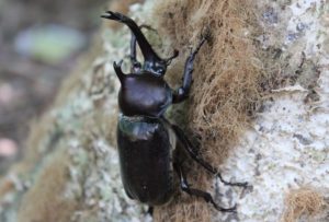 昆虫ドームでは、カブトムシを見付けるのに大人も子どもも夢中