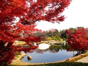 埼玉県越谷市の日本庭園花田苑では紅葉時期に美しい楓などが楽しめる人気スポットです