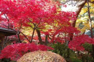 紫陽花で有名な千葉県松戸市の本土寺は秋には紅葉の名所となります