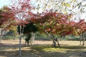 千葉県柏市の戸張地区公園は紅葉の時期に美しいもみじを鑑賞できます