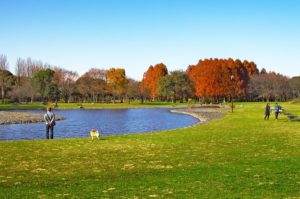 葛飾区の水元公園はおすすめの紅葉スポットです
