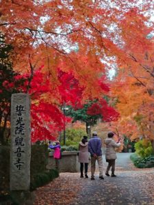 千葉県柏市の逆井駅から徒歩15分のところにある観音寺は紅葉とボタンが見せる絶景が見事な隠れた名所です