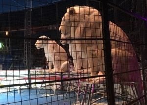 木下大サーカス　ホワイトライオン　猛獣ショーにて