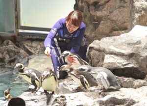 すみだ水族館の飼育スタッフは、ペンギン一羽一羽、どの子がどのくらいの量を食べたか確認しながらエサをやります。