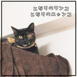 となりのワンコ・となりのニャンコvol.4-サムネイル