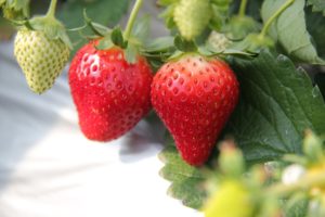 甘くておいしいイチゴの季節は千葉県のイチゴ狩りがオススメです。