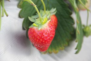千葉県習志野市イチゴ狩りスポット村山農園のとちおとめ