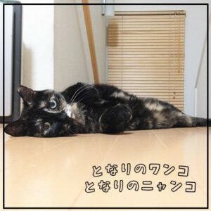 となりのワンコ・となりのニャンコ
