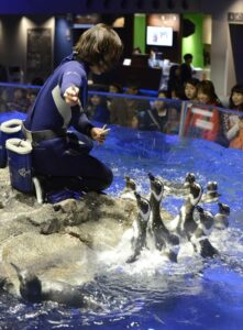すみだ水族館では「ごはんの時間」（エサやりタイム）を見学できます。