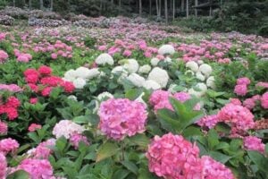 茂原市おすすめスポット！服部農園あじさい屋敷