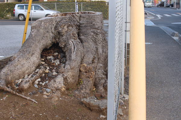 駐車場に残る、大きな木の切り株
