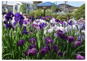 堀切菖蒲園のハナショウブ
