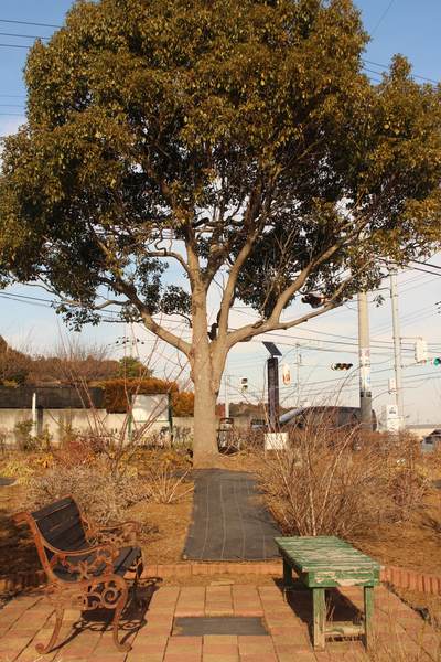IMG_1674 カシニワの巨木とベンチ