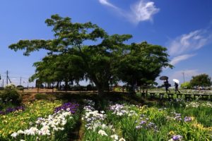 埼玉県久喜市の菖蒲城址あやめ園に咲き誇る花と木々