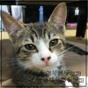 となりのワンコ・となりのニャンコvol.5-アイコンサブ子ちゃん