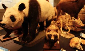 千葉県立中央博物館の展示物