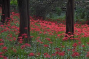 彼岸花まつり