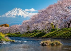 富士山「春、桜」 撮影／多田惠治