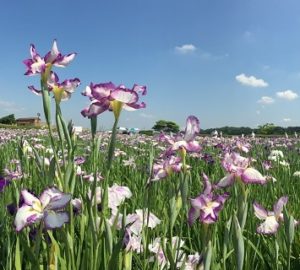 小岩菖蒲園