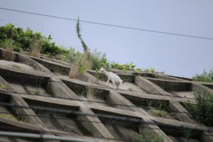 佐倉市の崖の上のポニョ