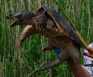 印旛沼のカミツキガメ