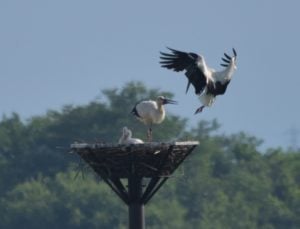 コウノトリ
