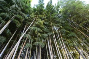 市川市の不知八幡森