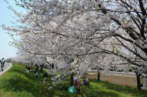 桜