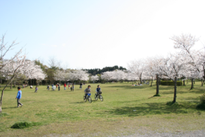 （守谷）さくらの杜公園