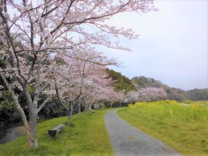 【木更津市】武田川コスモス・菜の花ロード