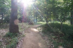 【我孫子市・船戸の森】荒れ果てた緑地を市民の力で再生！ 子どもも大人も安心して過ごせる癒しの森に