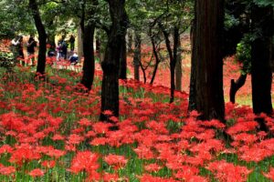 八千代市の公園にある彼岸花