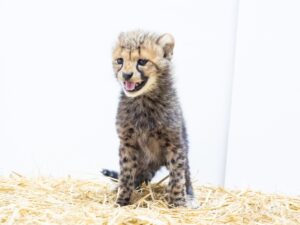 千葉市動物公園のチーター