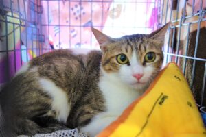 保護ねこ譲渡会の保護猫