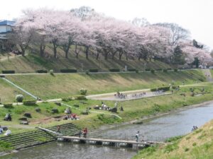 【流山市】運河水辺公園のお花見情報