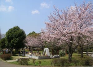 手賀沼公園のお花見情報