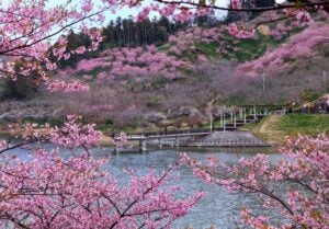 佐久間ダム湖親水公園の頼朝桜