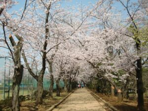 鎌ケ谷市のお花見スポット