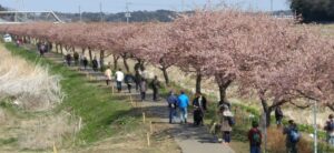 八千代新川河津さくらエコライトアップ